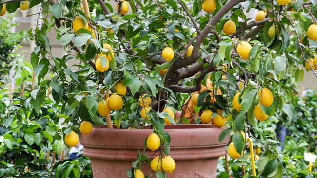 Lemon Tree in a Container