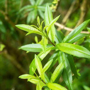 Aloysia citrodora - Lemon verbena's green leaves