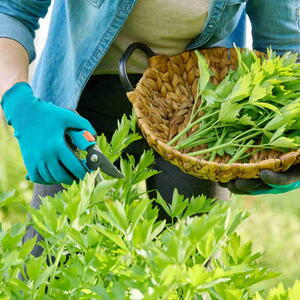 Spicy herb lovage, woman's hands with secateurs cutting harvest levisticum officinale