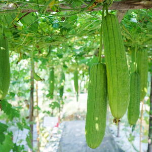  Sponge gourd or luffa hanging from a tree growing ready to be harvested in the vegetable garden