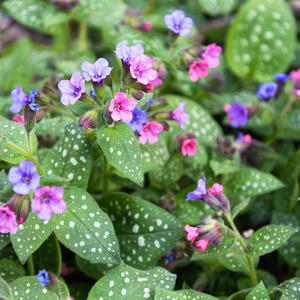 Blossom of bright Pulmonaria in spring. Lungwort. Flowers of different shades of violet in one inflorescence.