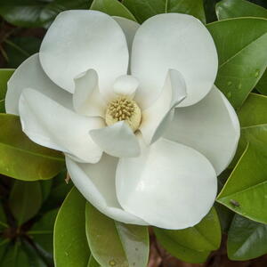 Magnolia Tree Blossom