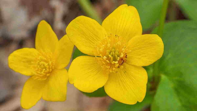 Marsh Marigold