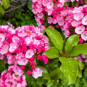 Mountain Laurel 