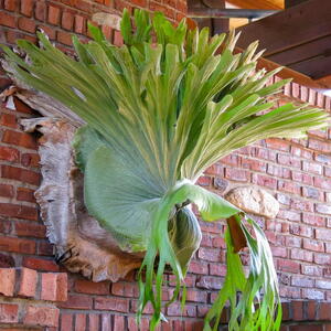 A Staghorn Fern mounted on a brick wall as living wall decor.
