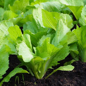 Growing Mustard Greens in the garden