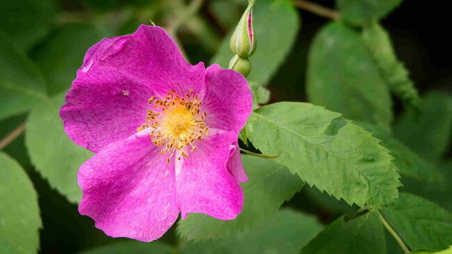 Close-up of a pink Nootka rose (Rosa nutkana) bloom with green leaves