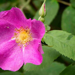 Close-up of a pink Nootka rose (Rosa nutkana) bloom with green leaves