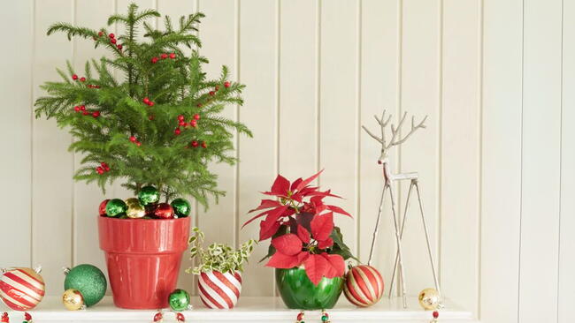 norfolk pine decorated for Christmas on a mantle with a reindeer