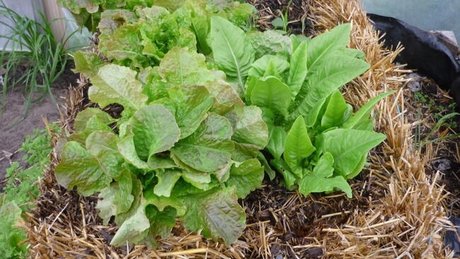 Green plants inside a straw bale 
