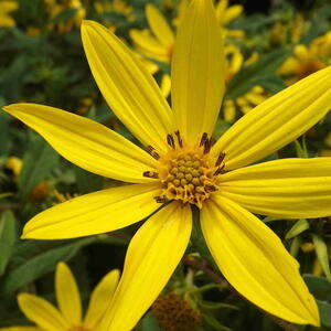 Closeup of bright yellow Woodland Sunflower with lots of sunflowers in the background