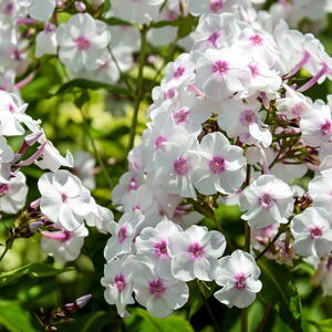 white phlox flowers