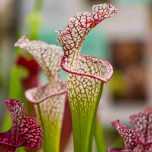 Close-up of a pitcher plant with green, trumpet-shaped leaves