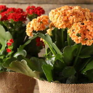 Two Kalanchoe houseplants in pots
