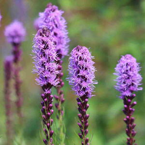 Purple liatris spicata flowers with green leaves,