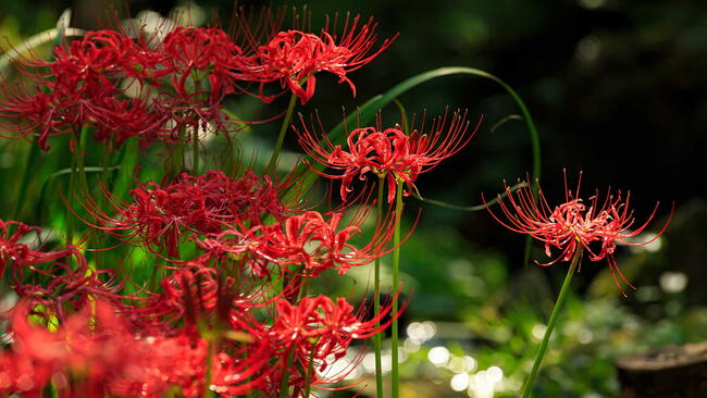 Red Spider Lillies growing outside