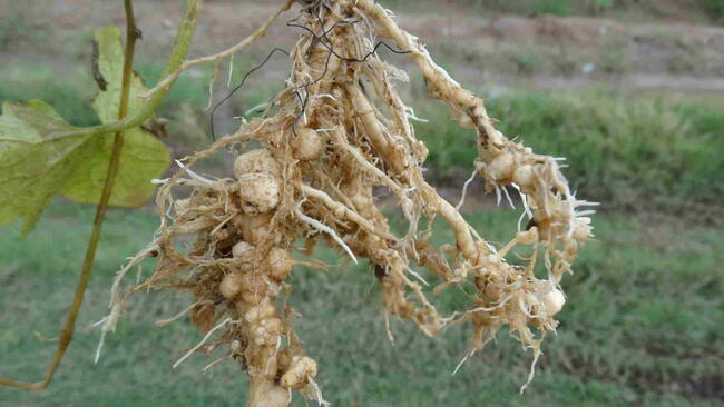 roots pulled up with root-knot nematode infection