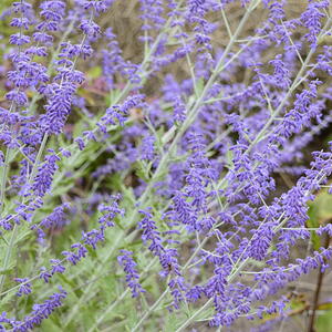 purple russian sage flowers