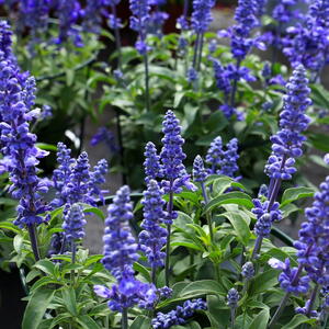 Blue salvia flowers
