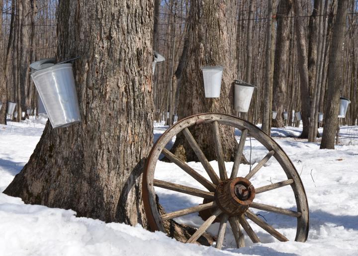 Sap tapping Full Sap Moon