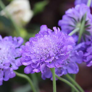 Scabiosa 'Butterfly Blue' (Pincushion Flower) in Garden
