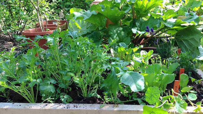 Rhubarb, Beets and Radishes growing in a vegetable shade garden