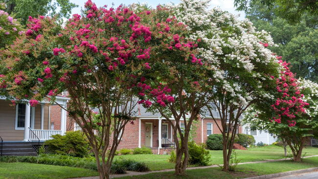 Red and white crepe myrtle trees 