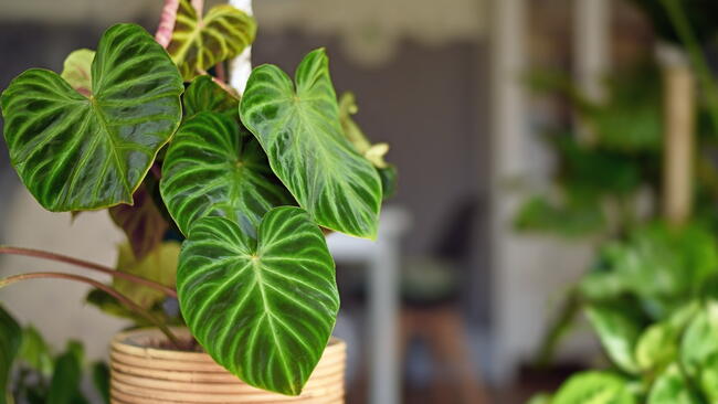 A philodendron in a pot