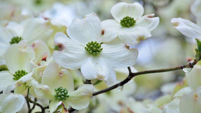 Flowering Dogwood