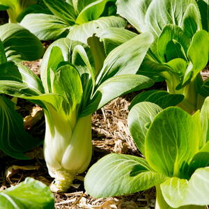 Bok Choy growing in a garden