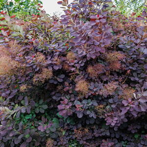 Royal purple smokebush