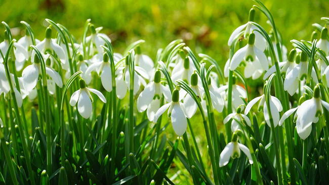 Snowdrops in Early Spring