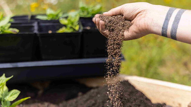 Gardener pouring soil into raised bed, surrounded by greenery. 