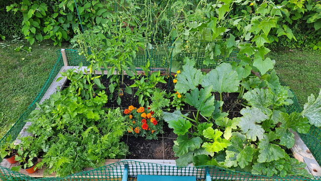 Square-Foot Garden Harvest