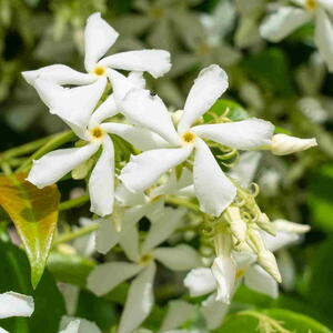 Star Jasmine Flower