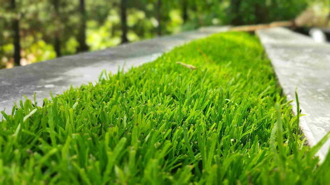 St. Augustine grass, a warm-season turfgrass commonly used in lawns and landscapes,