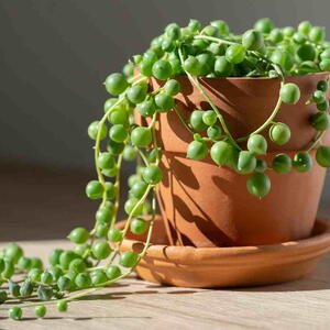 String of Pearls houseplant in terracotta pot