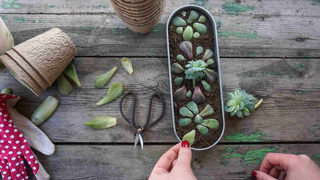 propagating and planting succulent cuttings