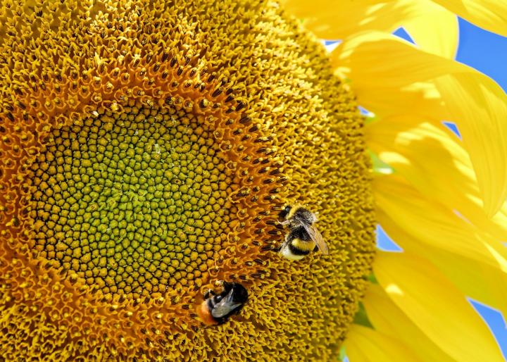 Sunflower and bees with a blue sky