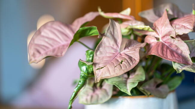 A close-up shot of a Syngonium growing in a pot.