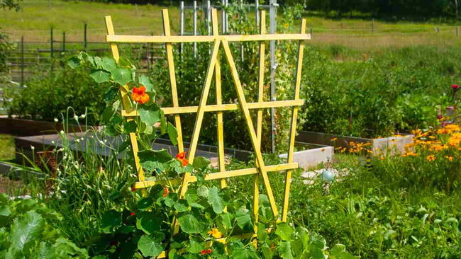 Trellis in the Garden