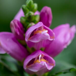 Purple turtlehead flower