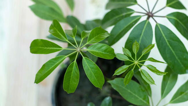 Schefflera actinophylla