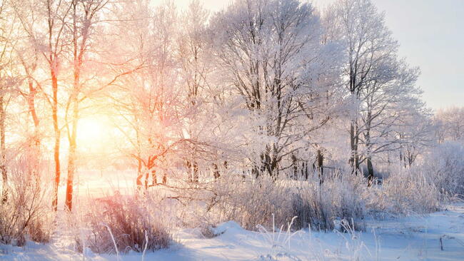 sunset in the winter, golden hour, snowy trees, sunsetting through the trees, winter solstice