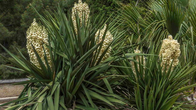 Yucca gloriosa, or Spanish dagger, growing outdoors.