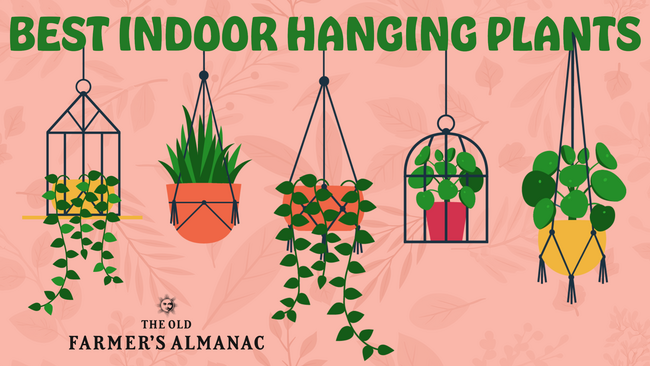 Best indoor hanging plants illustration